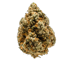 north-coast-cultivators-don-carlos