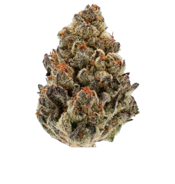 north-coast-cultivators-rainbow