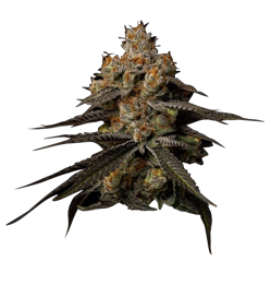 north-coast-cultivators-strains-black-cherry-gelato