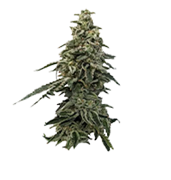 northcoast-cultivators-kush-cake-slider