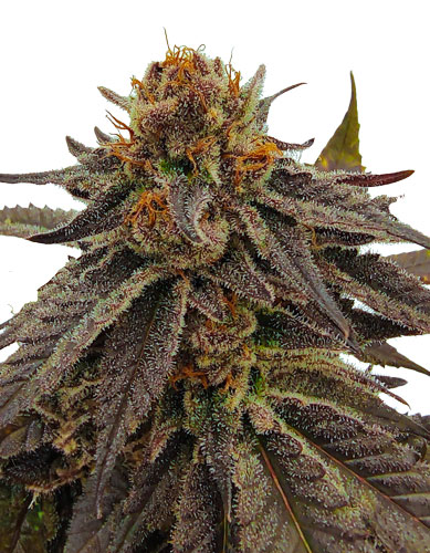 North Coast Cultivators • Strains • Taste The Difference